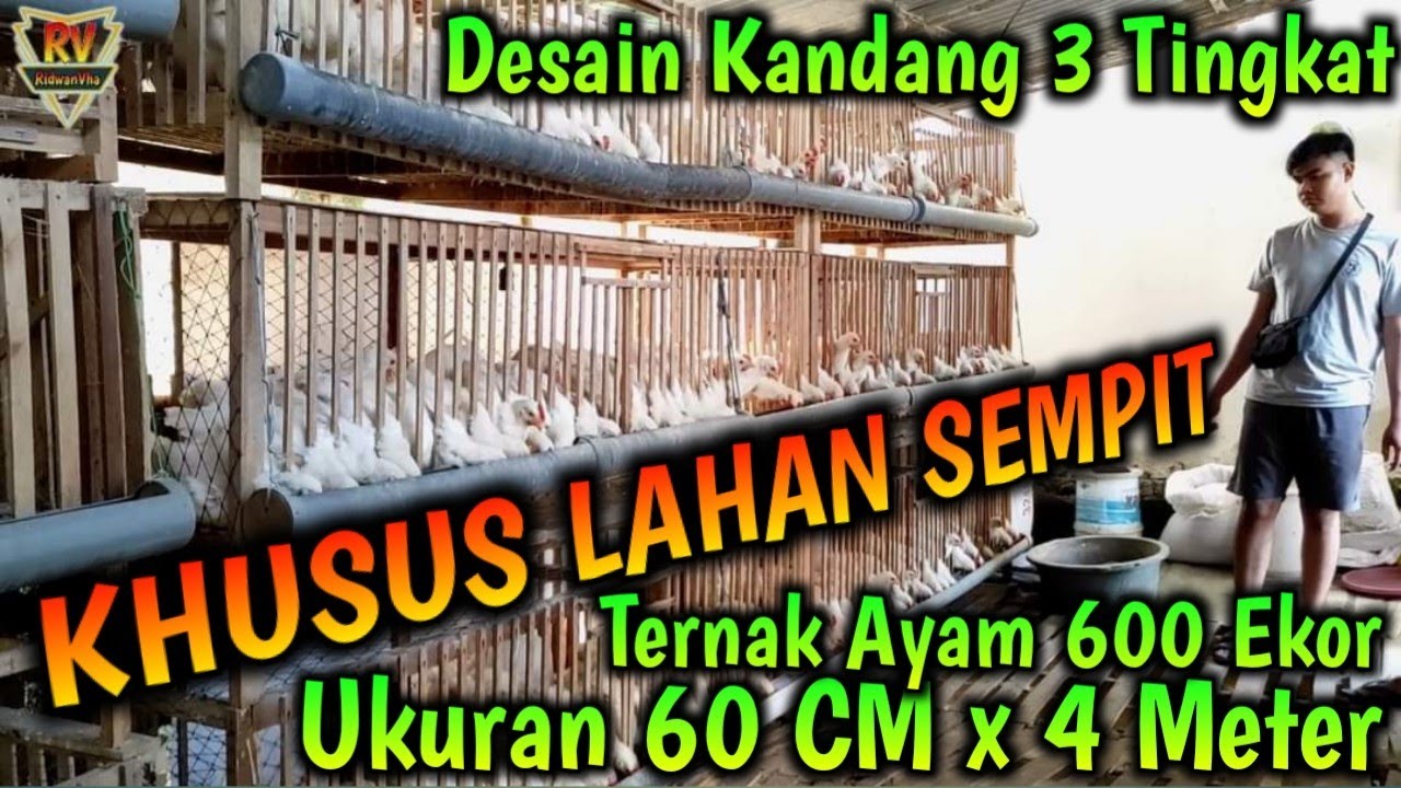 Desain Kandang 3 Tingkat KHUSUS LAHAN SEMPIT Ukuran 60 CM x 4 Meter  Kapasitas 600 Ekor Ayam