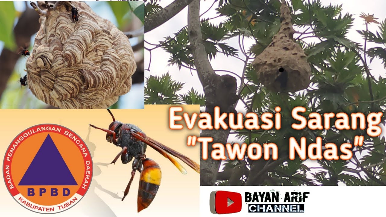Evakuasi Sarang Tawon Ndas 