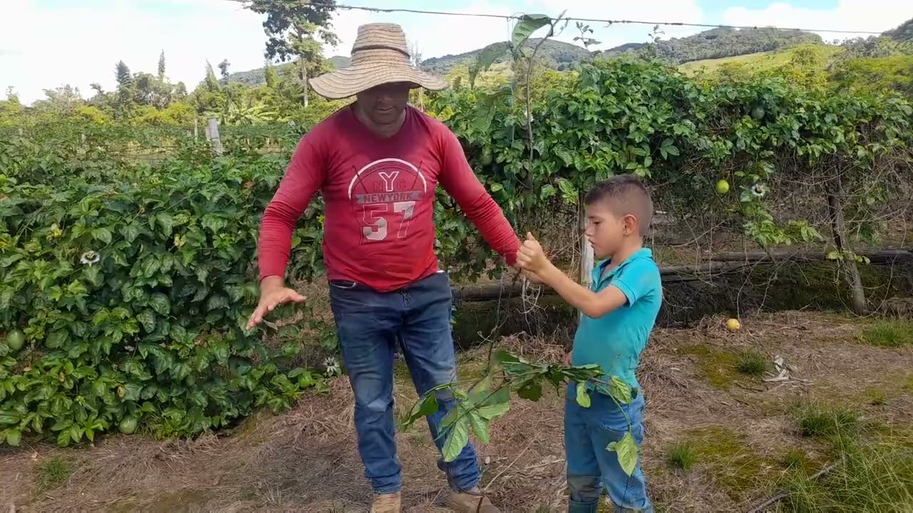 Primera poda en el cultivo de maracuya.