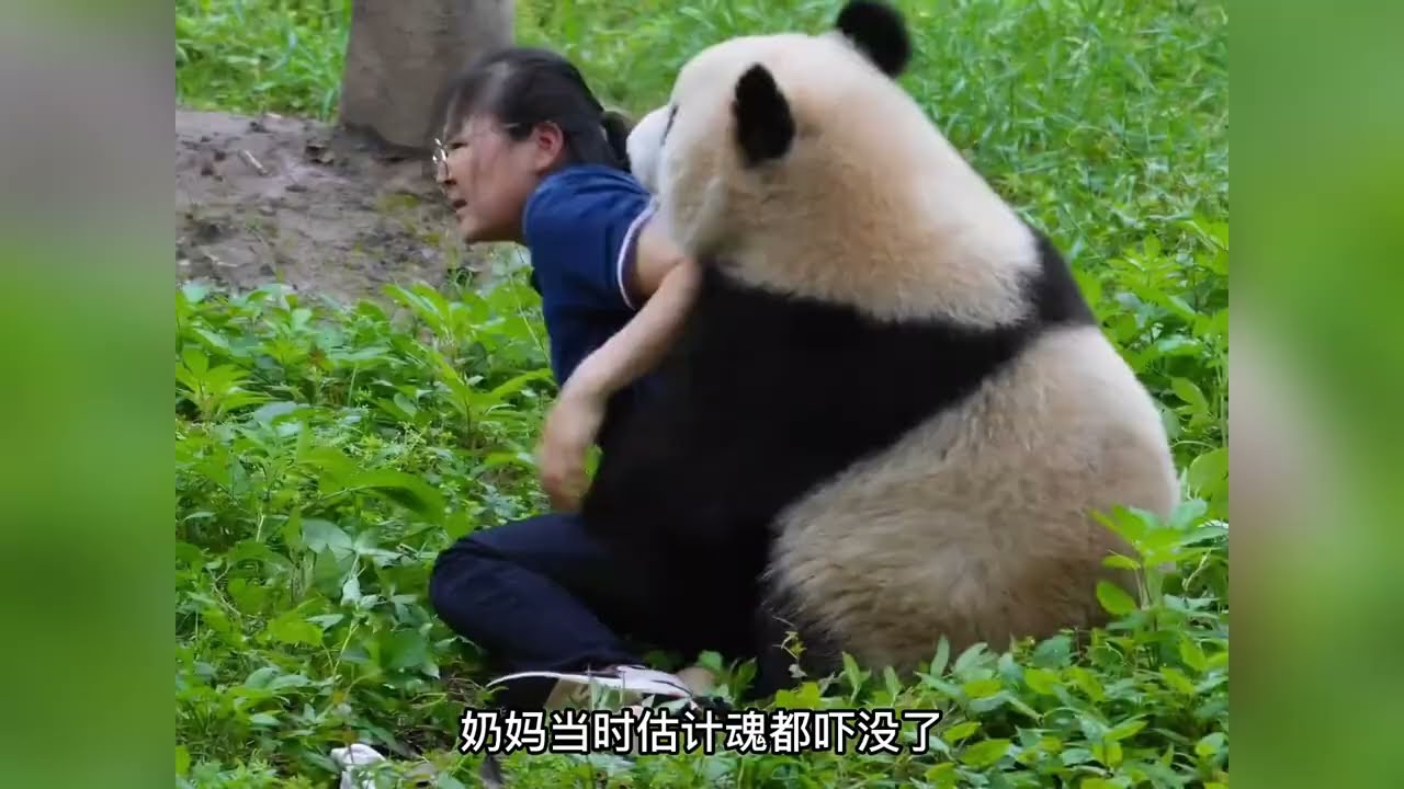 莽小五的树被砍了，它哭得肝肠寸断，一次次得到又一次次失去 #大熊猫 #莽小五 #大熊猫莽