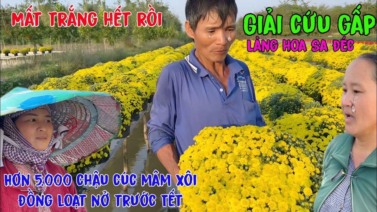 Hoa nở người nông dân khóc giải cứu gấp hơn 5.000 chậu cúc mâm xôi của bà con làng hoa sa đéc nở rộ.