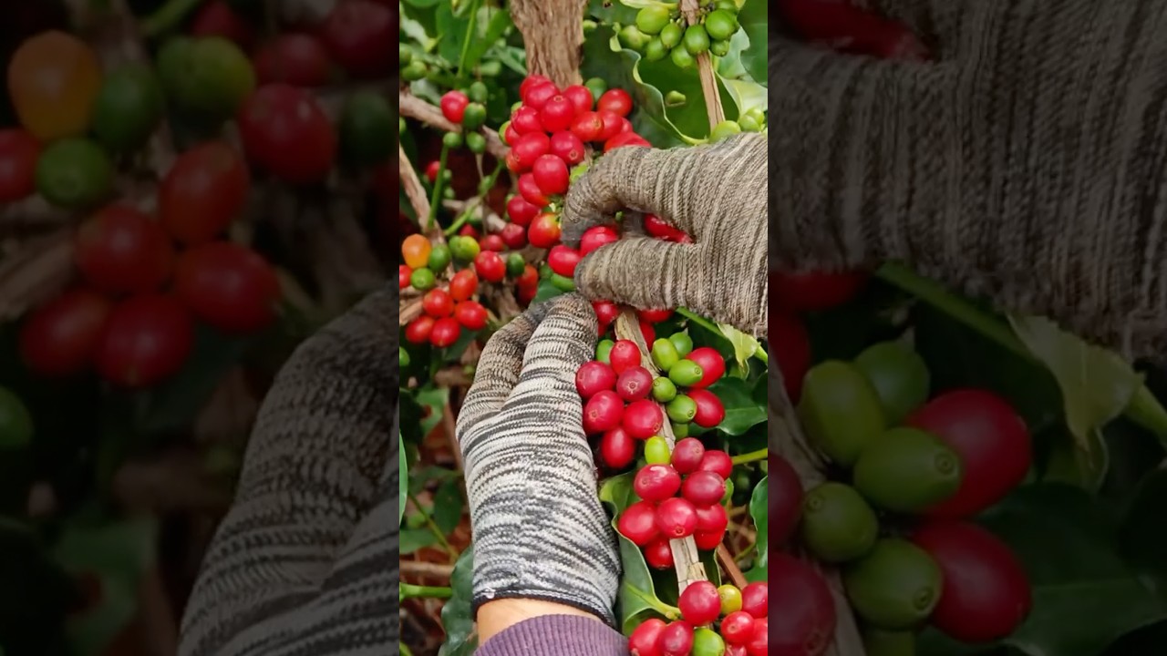 Coffee Harvesting and Processing Full Step #satisfying @HappyFarm85
