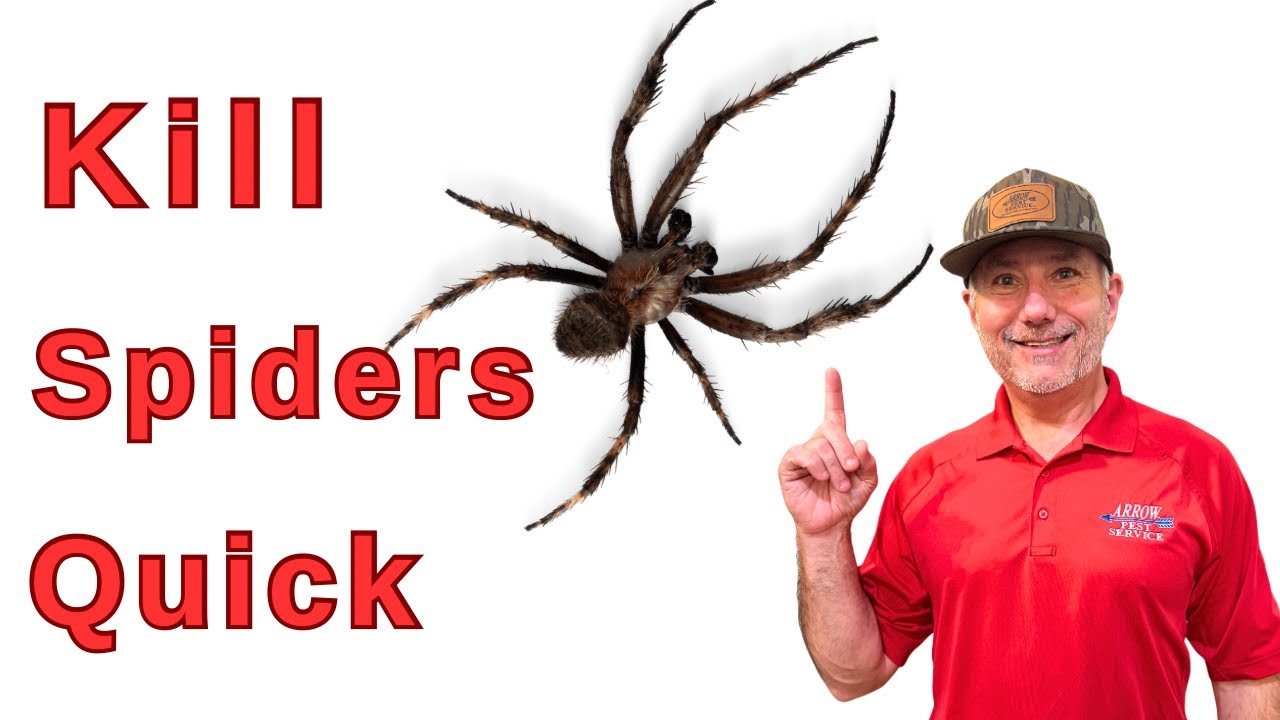 The Most Effective Spider Treatment Nobody Talks About!