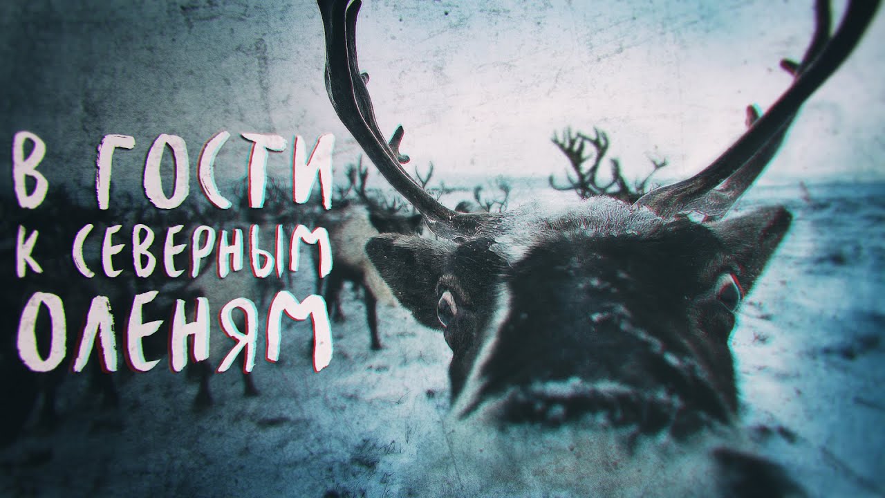 Камчатка. В гости к северным оленям.