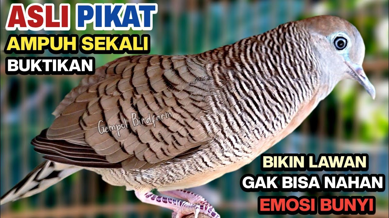 Perkutut Lokal Gacor RAJA PIKAT Ahlinya Bikin Semua Burung Perkutut Gacor Nyaut.