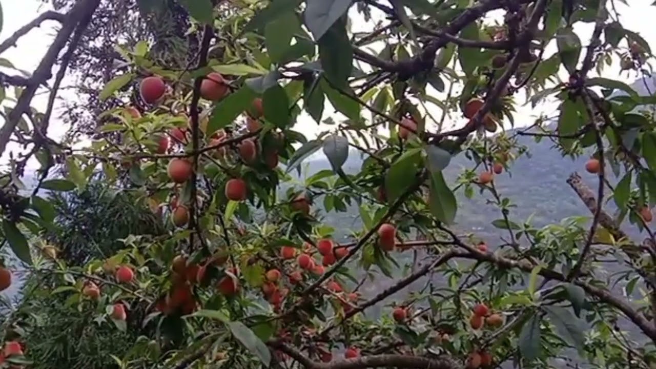 Unseason Peach ll Pabong, Namchi ll South Sikkim