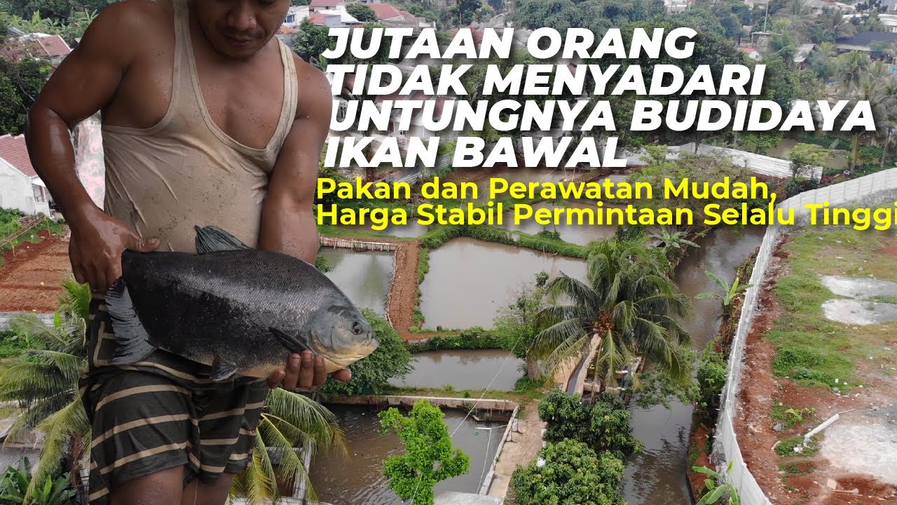 Budidaya Ikan Bawal; Modal 10 Juta jadi Ratusan Juta, Siapapun Bisa‼️