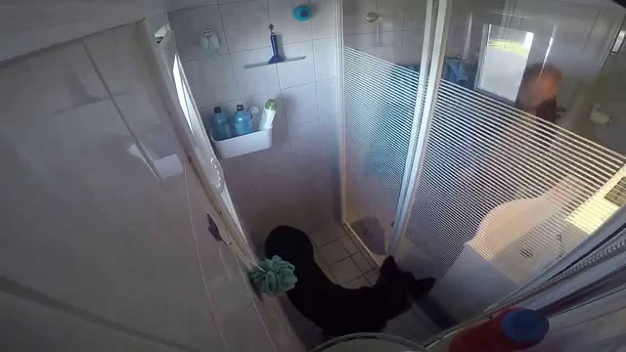 German Shepherd takes a shower