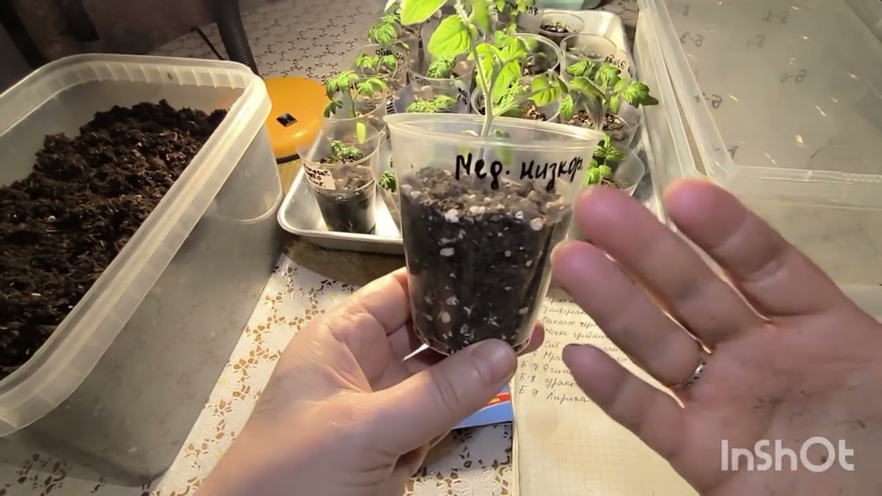 23.02. Посеяла баклажаны 🍆🍆🍆