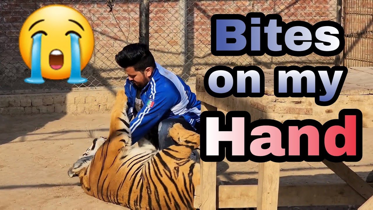 Tiger Injured my Hand | Living with Tiger Part 4 | Nouman Hassan |