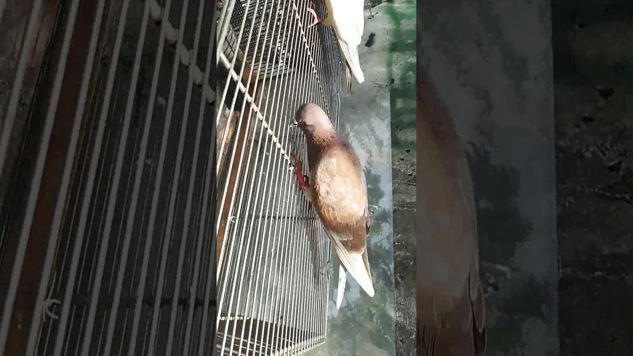 Merpati edan