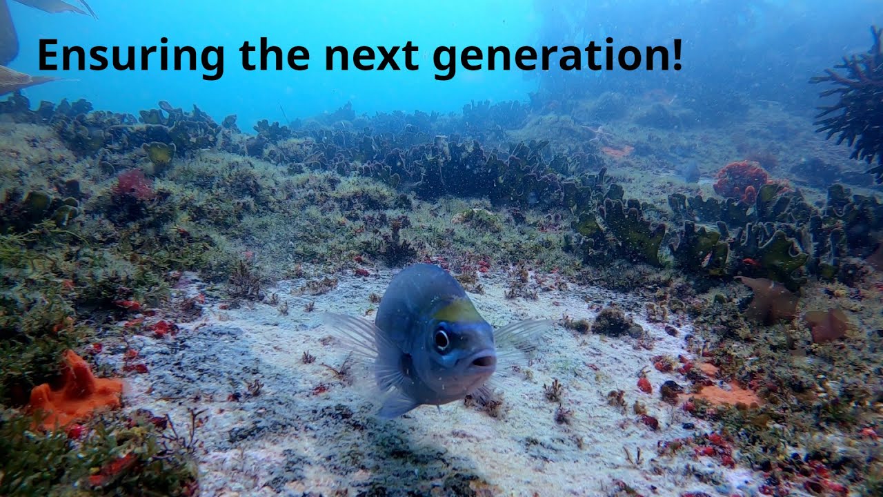 Ensuring the next generation - the mating behaviour of the steentjie in Cape Town waters