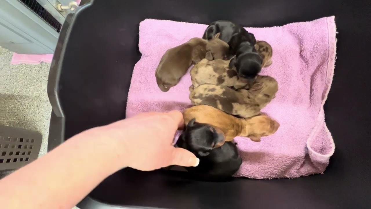 Truffle's D Litter 2 Days Old