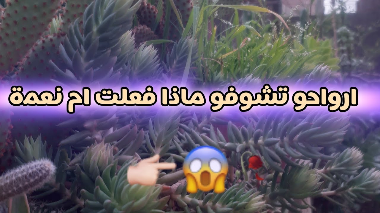 ارواحو تشوفو واش عملت ام نعمة 😱🥀