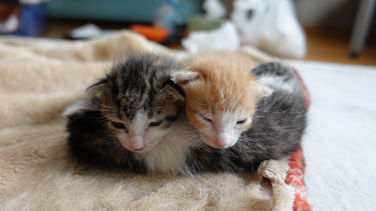 【生後12日】生まれて初めてのウンに奮闘する赤ちゃん猫たち