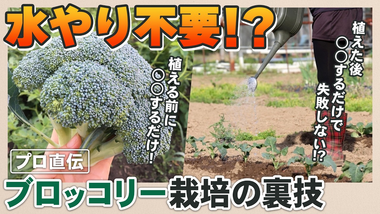 【完全版】水やり不要!? プロ直伝・ブロッコリーの失敗しない育て方