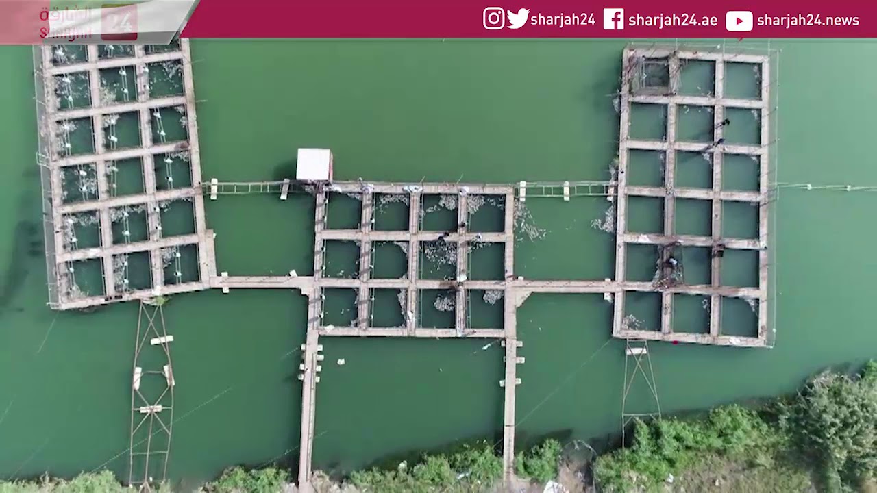 Thousands of carp die in mysterious circumstances in Iraq