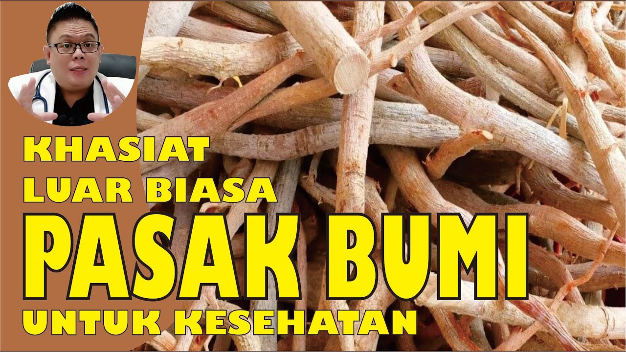 KHASIAT PASAK BUMI UNTUK KESEHATAN YANG HARUS KAMU KETAHUI