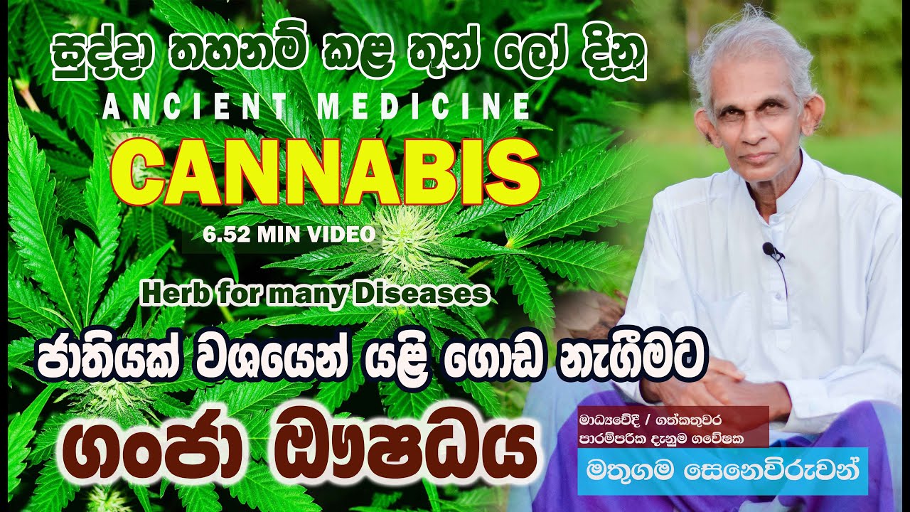 පුරුෂ ශක්තිය වැඩි කරන ගංජා | Kansa | Ganja