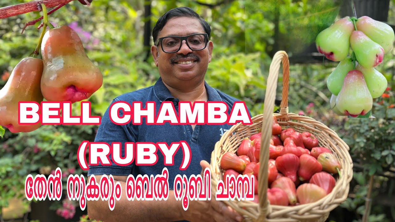 BELL CHAMBA ( water apple) Growing Tips and secrets