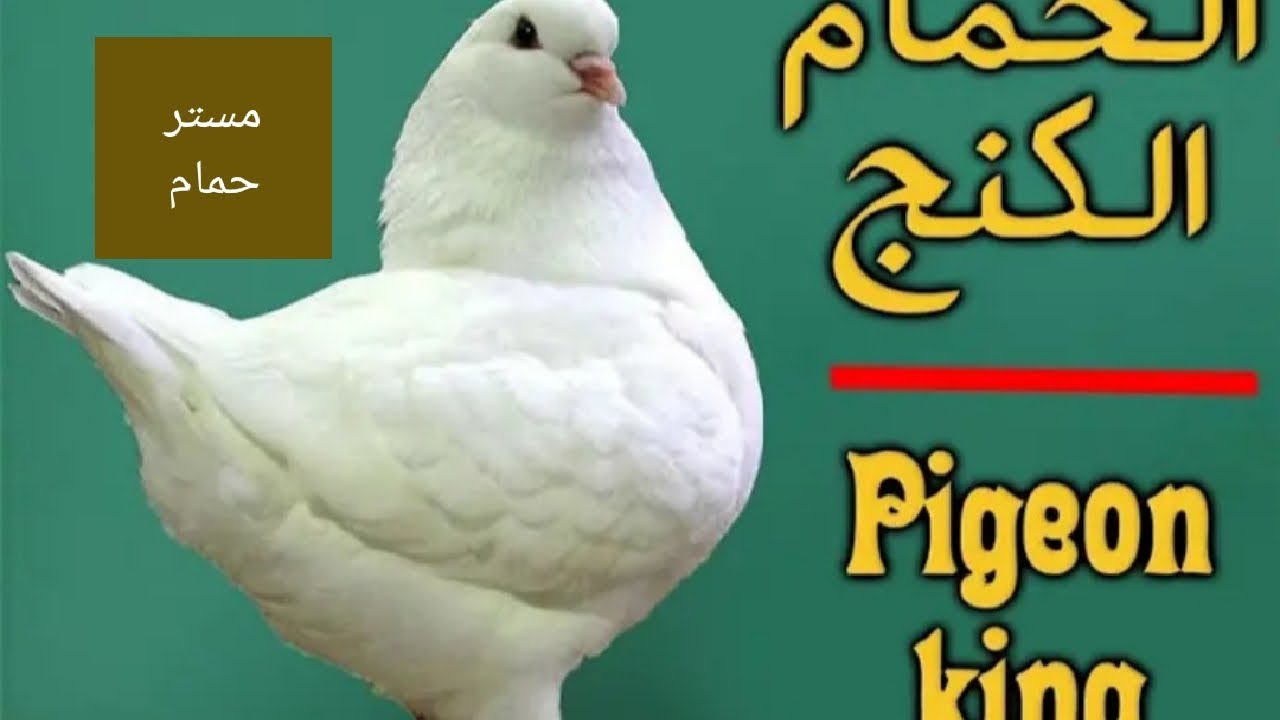 مواصفات الحمام الكينج ومميزاتو وعيوبه واسعاره مع مستر حمام