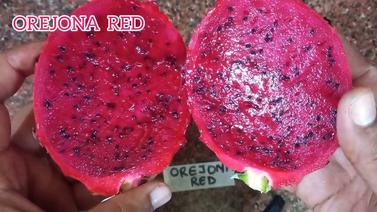 Orejona Red Dragonfruit Variety. Brix Test. @UtsavAgro. @kisaanmitra @ShagunAgro #fruit.