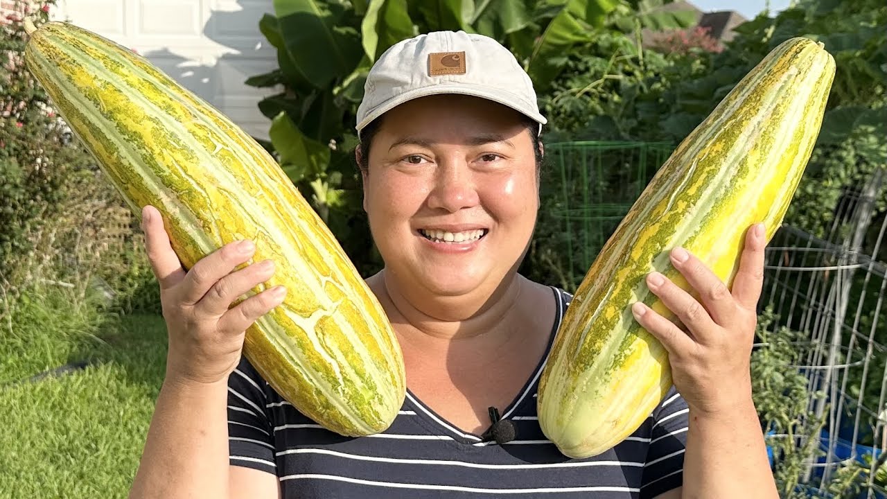Cách bón phân làm giàn bầu , dưa gang sai trái, và trái ngon lại đẹp