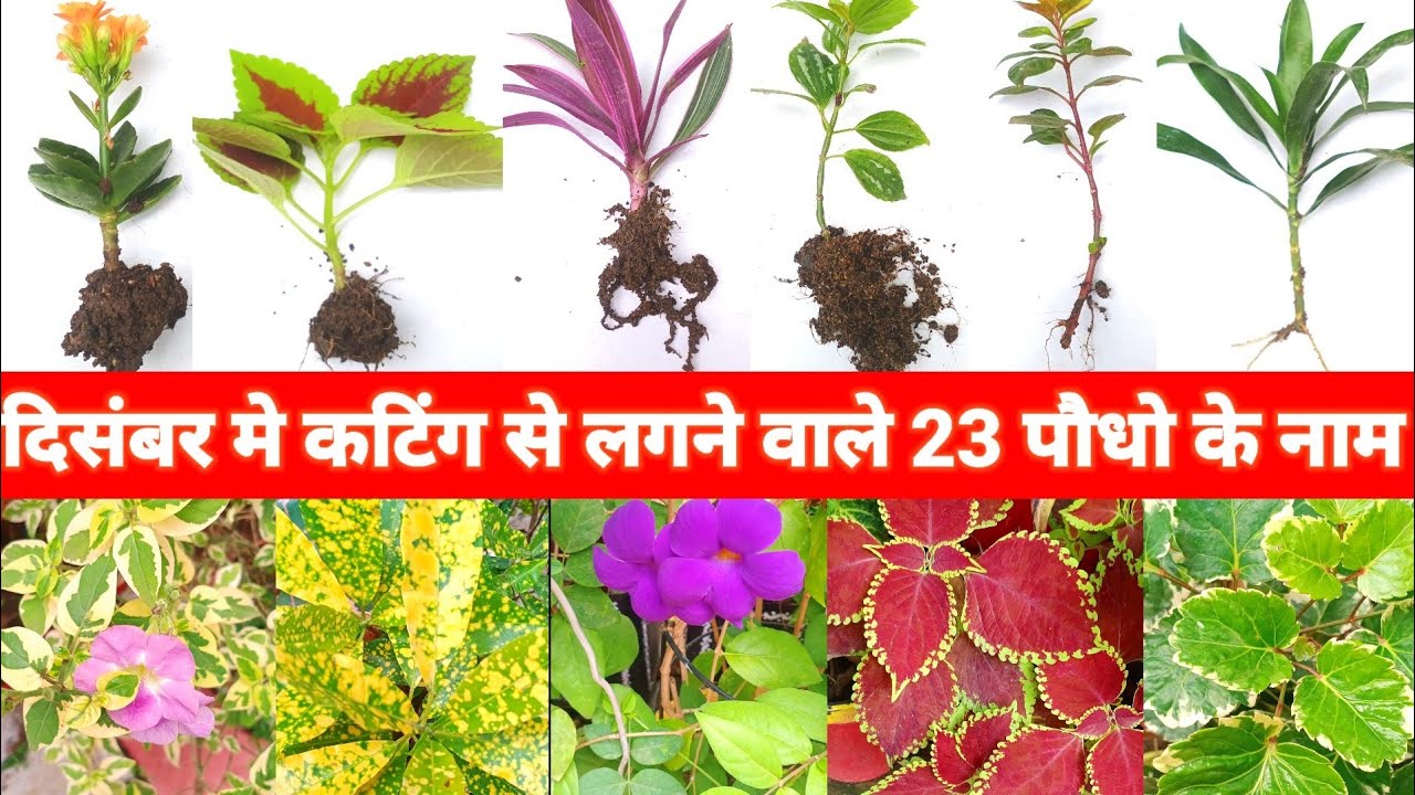 दिसंबर मे कटिंग से लगने वाले 23 पौधे के नाम plants name these cuttings grow in December month