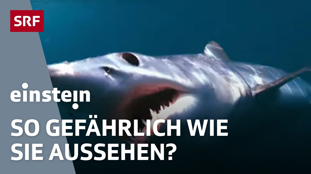 Haie &ndash; unterwegs mit den K&ouml;nigen der Meere | Einstein | SRF Wissen