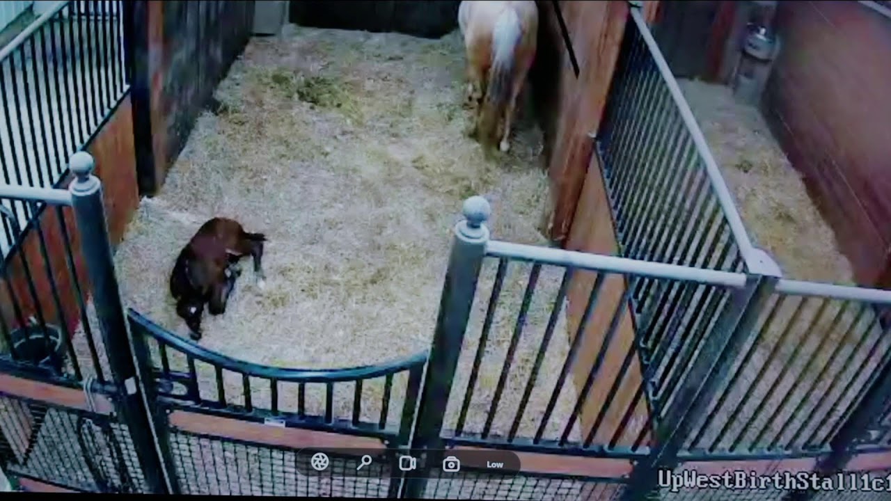 Foal Watch Live Cam 02.25.2026