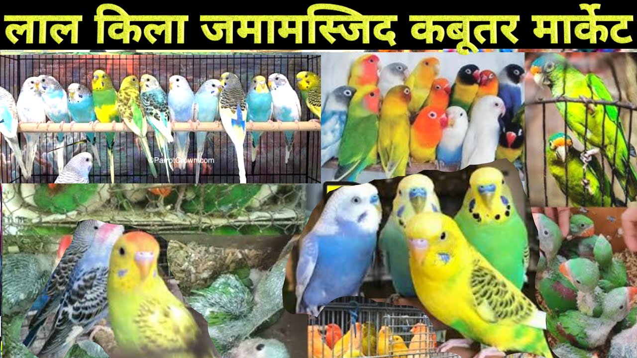 Cheapest Pet Shop In Delhi | Cheapest Dog Shop Delhi #cheapestdogdelhi #birdmarketdelhi #cheapestcat