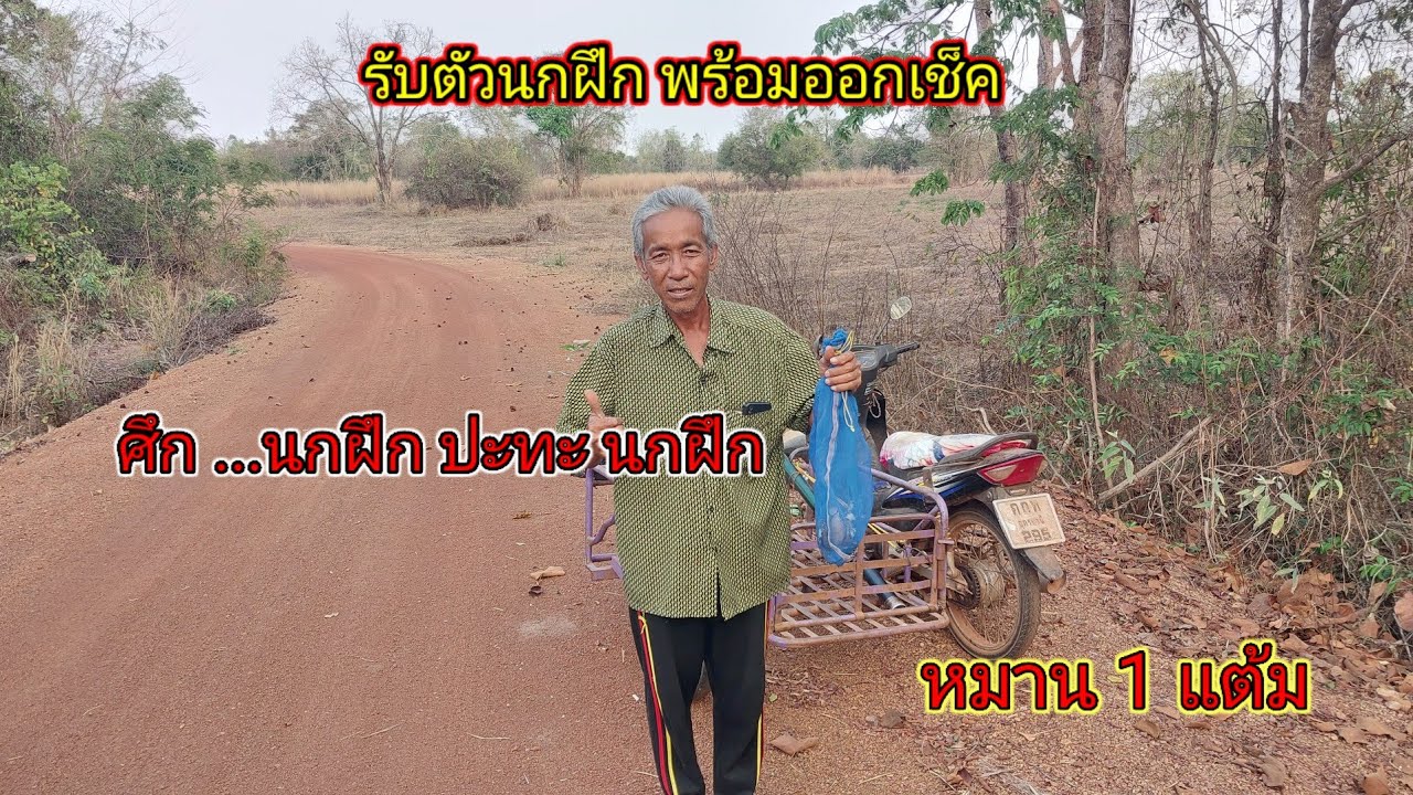 เดินทางไปรับนกฝึก พร้อมออกเช็ค ปะทะ นกฝึกของ อาจารย์นอม มีหมาน 1 แต้ม#ต่อนกเขาใหญ่