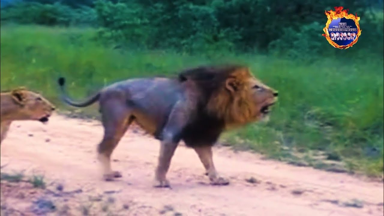 Mr T vs Pretty Boy - Lion vs Lion