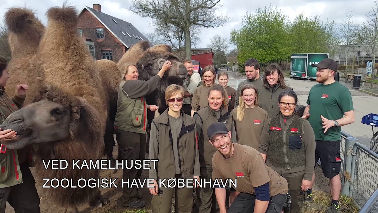 Kollegaerne sender hilsen til Rosa | Copenhagen ZOO
