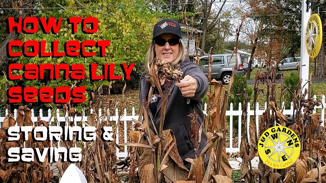 How To Collect Canna Lily Seeds & Storing & Saving Them 2021 - Episode 4