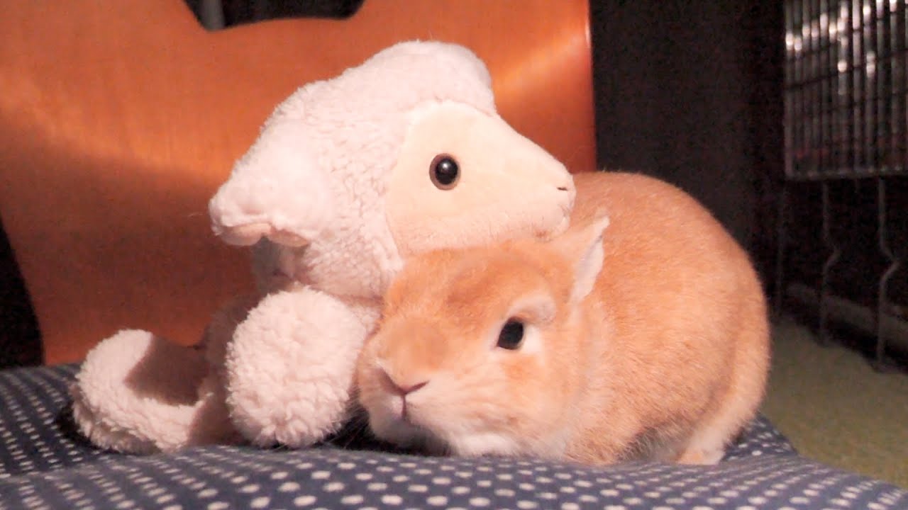 暗い部屋でお留守番が長いと飼い主の座布団に座って帰りを待つムギが可愛かった【No.1578】