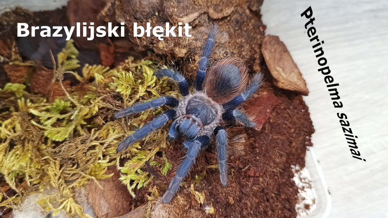 Pielęgnacja hodowli #2 - Pterinopelma sazimai | Brazylijski błękit #spider