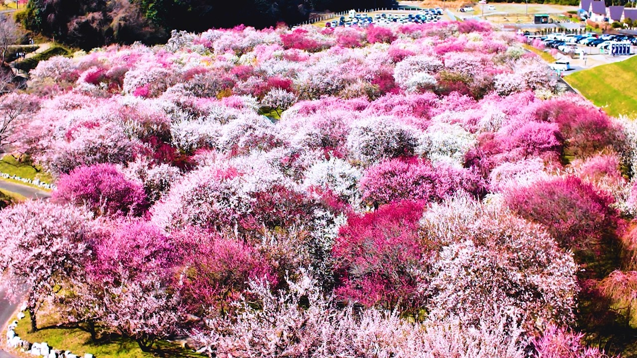 満開のいなべ市梅林公園が絶景すぎる！この世の桃源郷・おすすめ展望スポット紹介