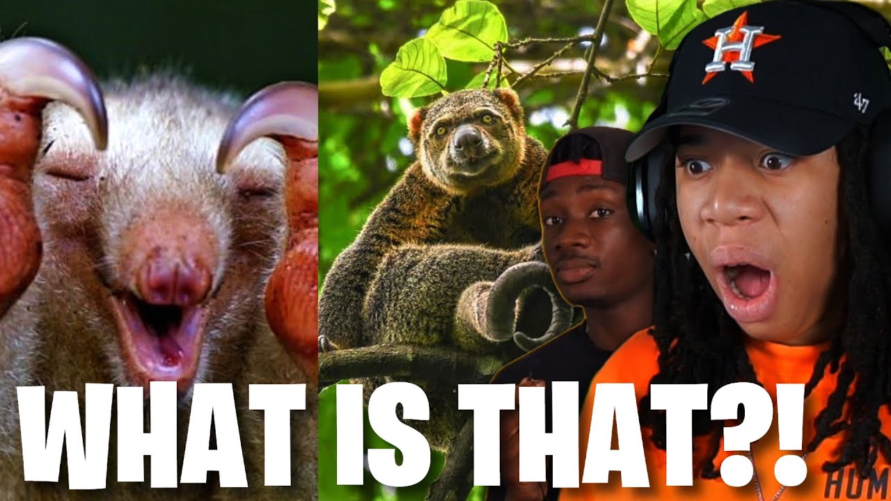 10 Animals You Didn't Know Existed (Casual Geographic)
