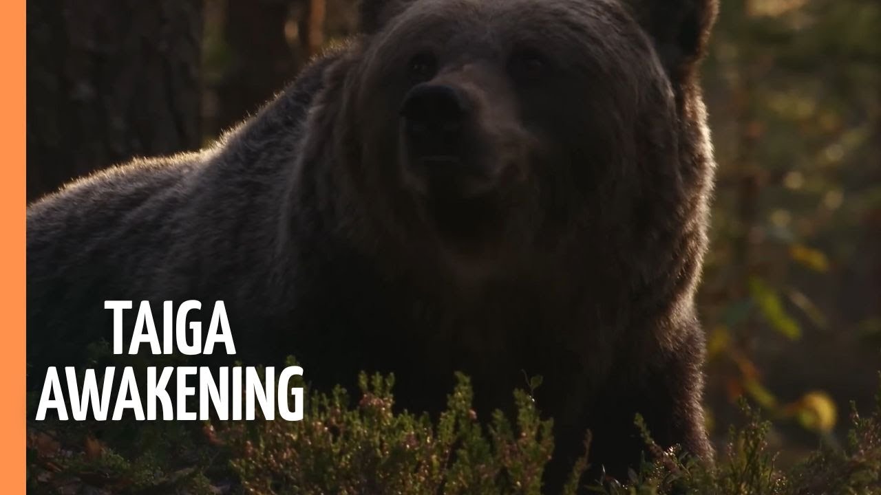 Taiga Awakening - Bears, Grouse, and Golden Waves | Full Documentary