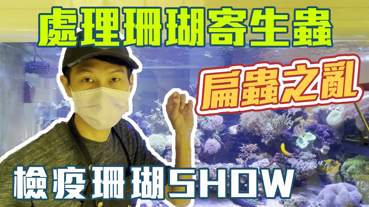 【藍箱水族】珊瑚寄生蟲處理方式！檢疫實況分享！碰到扁蟲的處理方式～
