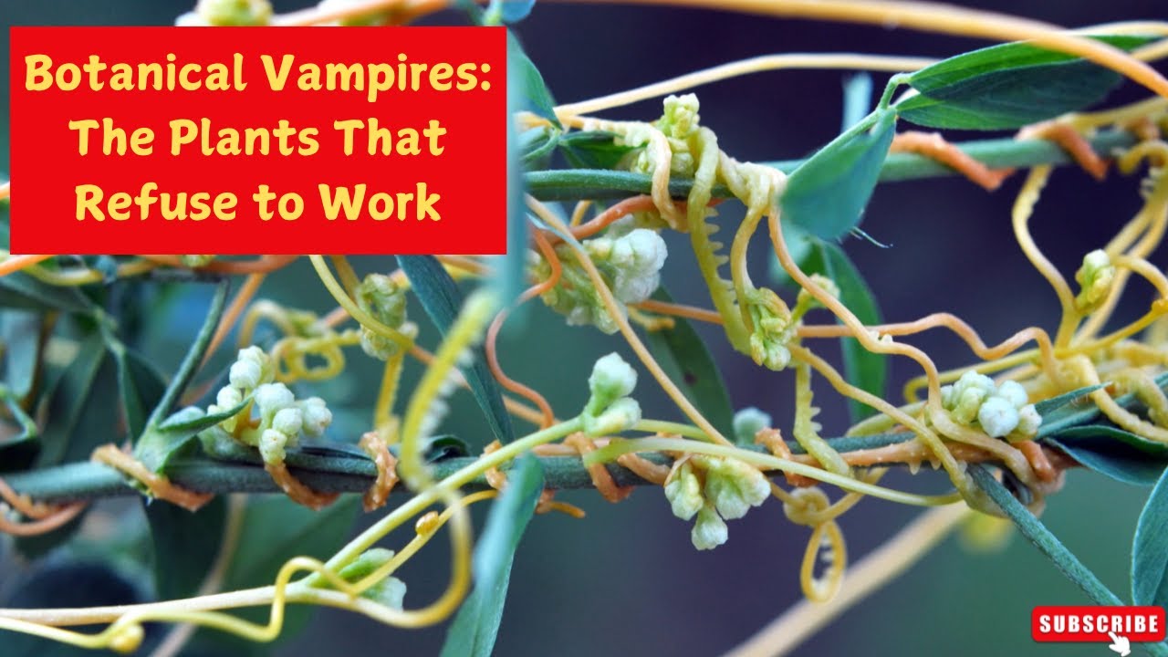 Botanical Vampires: The Plants That Refuse to Work