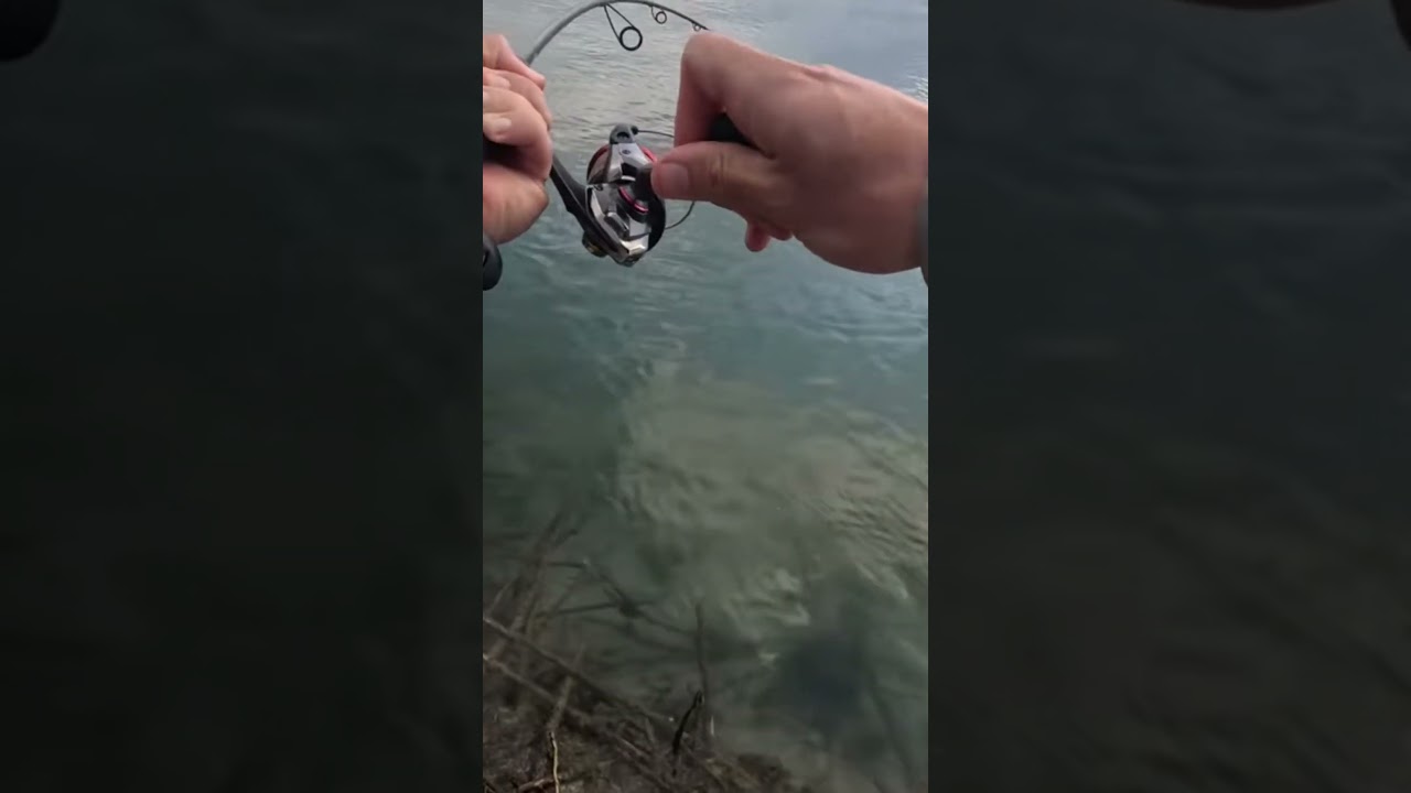 Catching big flatties 