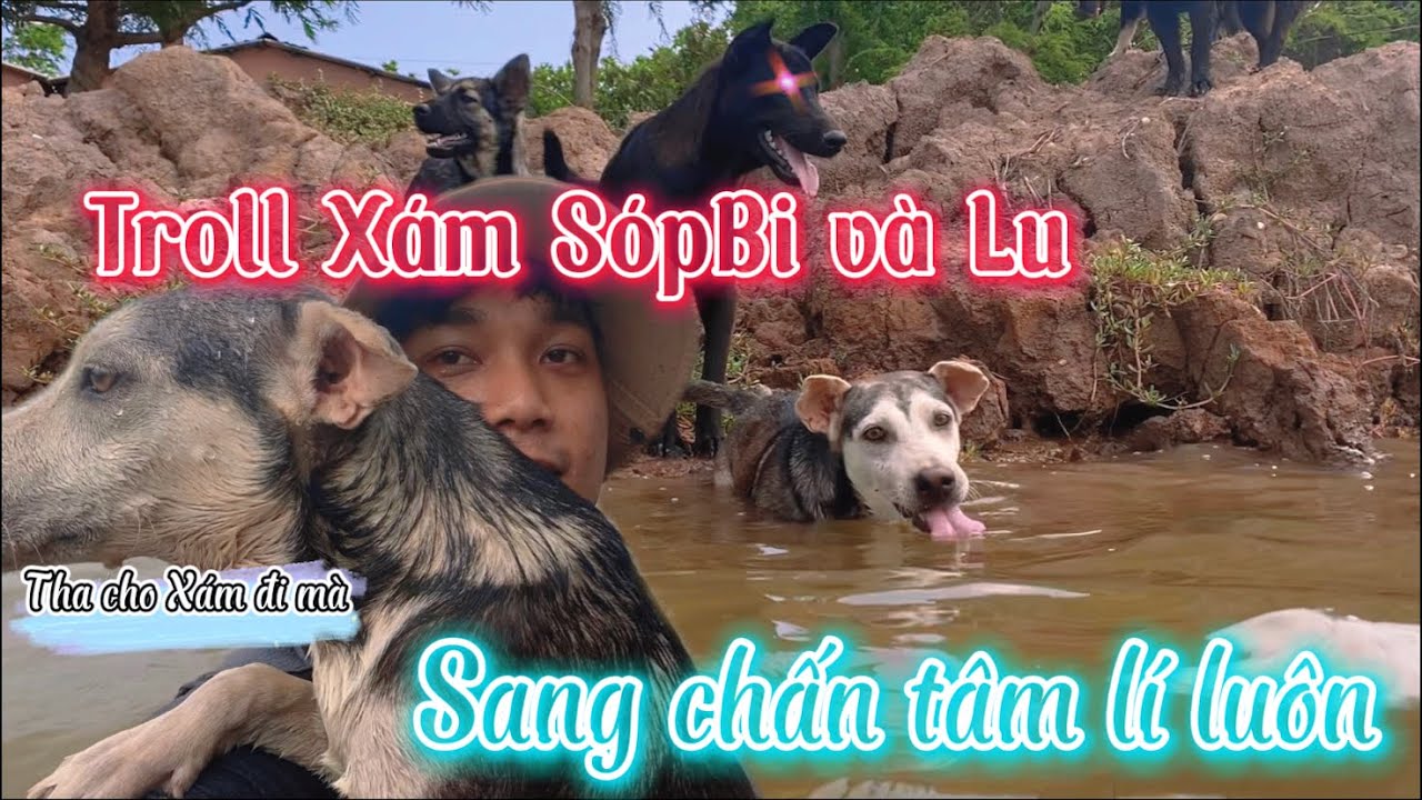Troll bầy chó cực hài. Xám SópBi sợ xanh mặt vì bị Sen troll liên tục.