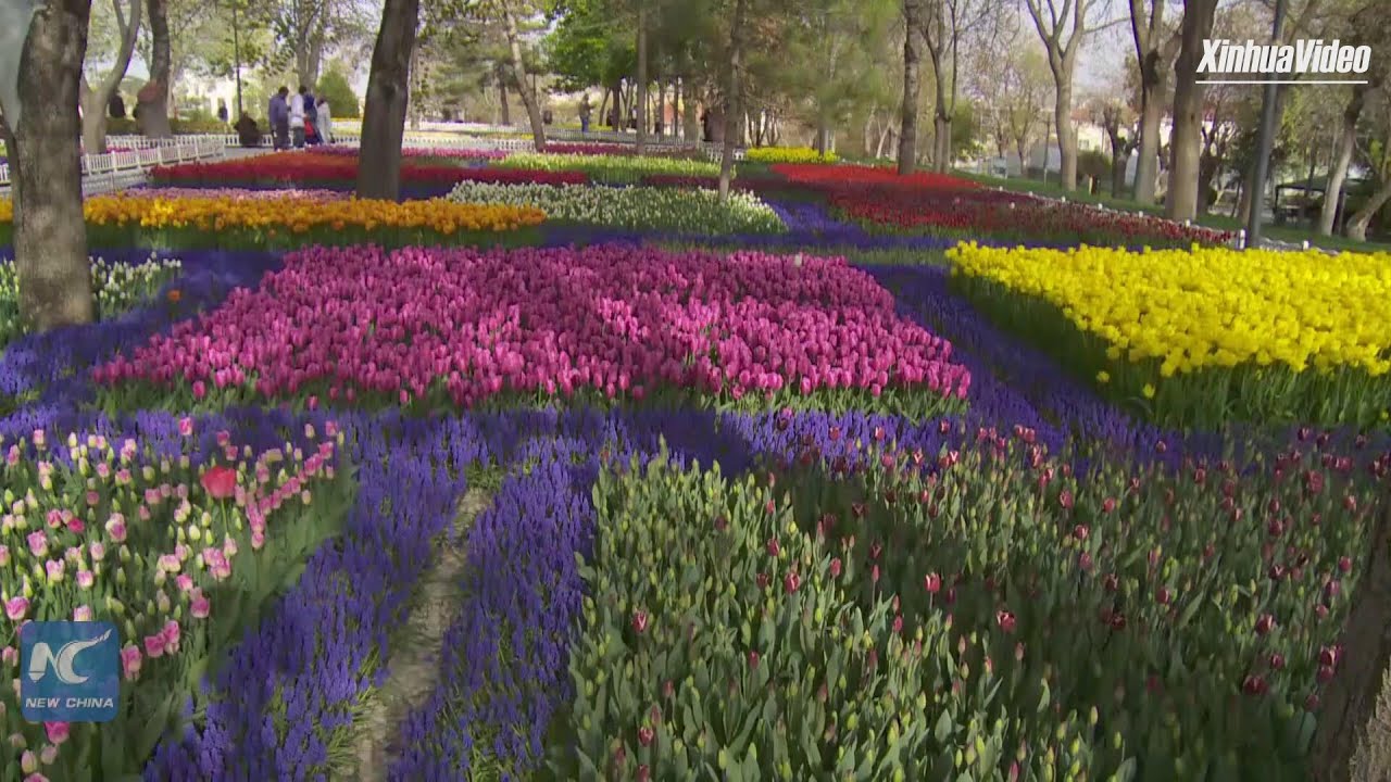 Turkey exports flowers to 83 countries in 2020 amid pandemic