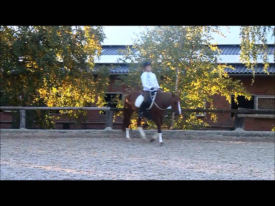 Reiten mit Halsring