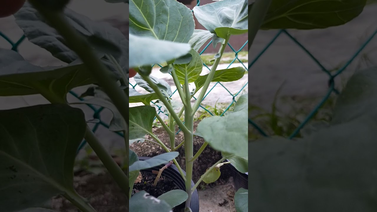 Pokok Sayur  Kailan tanam dalam poly beg - hanazida garden
