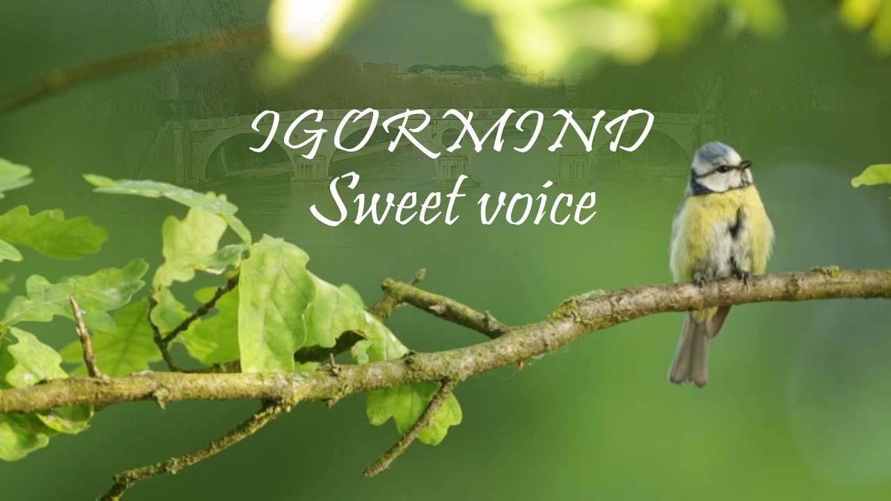 IgorMind Sweet voice