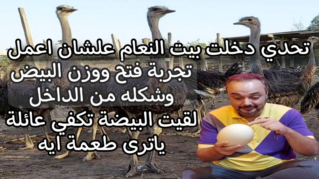 تحدي تجربة وزن و فتح بيض النعام وشكله من الداخل بيضة النعامة تكفي عائلة