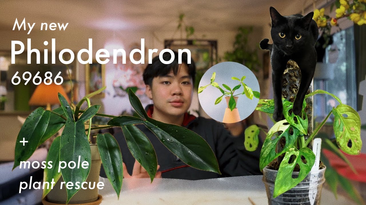 Nurturing My 69686 Philodendron | virgin moss pole for monstera adansonii aurea ~ houseplant chores